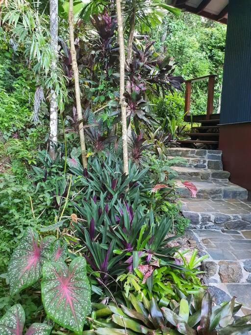 Treeverb Beach House - Daintree Cow Bay Exterior photo